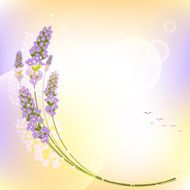 Purple Lavender Flower Colorful Background