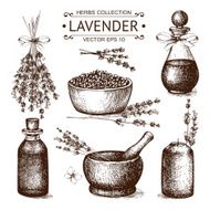 Vector set of ink hand drawn lavender illustration