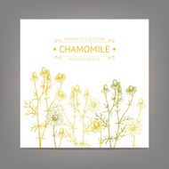 Vintage illustration with chamomile flowers illustration