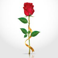 red rose with ribbon N2