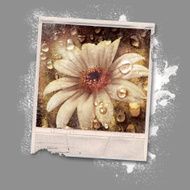 Old photo of daisies and dew on a camera N3