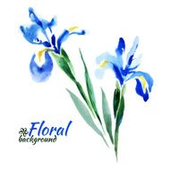Beautiful watercolor paint blue irises Vector illustration