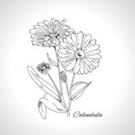 Graphic design herb calendula