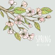 Blossoming Spring Branch Vector illustration N7