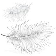 Delicate Feather