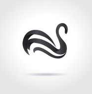 Black swan on gray background