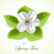 Spring Time N2