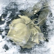 Flower that blooms in morning haze