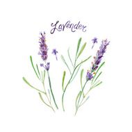 vector watercolor levender N6