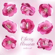 Cherry blossom flowers Vector set