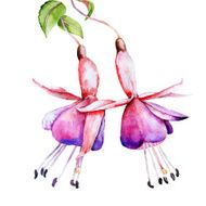 Fuchsia watercolor