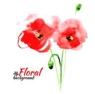 Beautiful watercolor paint red poppy