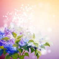 Lilac flowers background N10