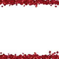 Red petals on a white background Abstract frame N4