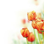 Tulips background N2