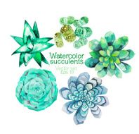 Watercolor succulents N4