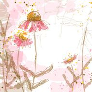 Romantic vector background with echinaceas