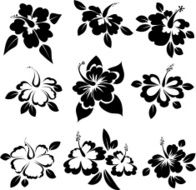 hibiscus N11