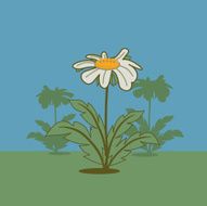 Marguerites