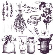 Vintage collection of lilac lavender flowers sketch N2
