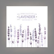 Vintage background with lavender flowers sketch