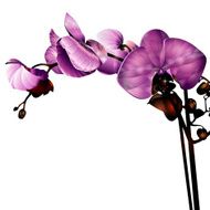Orchid N11