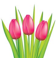vector bunch of pink tulips