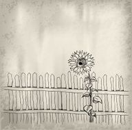 Sunflower N20