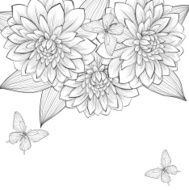 black and white background with frame of dahlia flowers butterflies