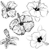Hibiscus flowers N2