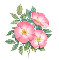 Watercolor dogrose illustration