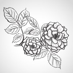 Sketch rose branch N4