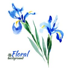 Beautiful watercolor paint blue irises Vector illustration