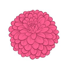 beautiful Dahlia flower in a hand-painted graphic style N2