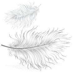 Delicate Feather