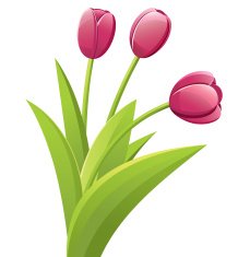 Tulips N16