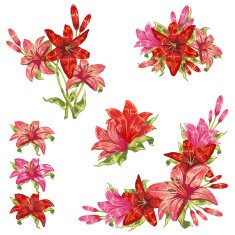 Gentle floral set of flower elements isolated N3