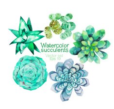 Watercolor succulents N4