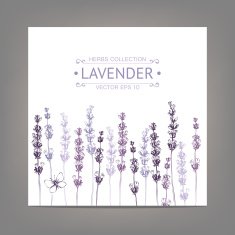 Vintage background with lavender flowers sketch