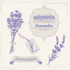 Lavender N2