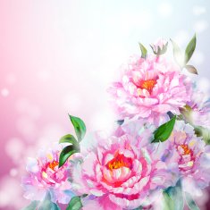 Peonies flowers background N11