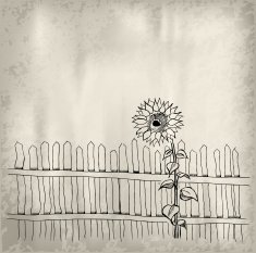 Sunflower N20