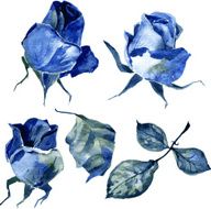 set of watercolor drawing roses N2