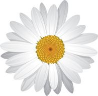 Vector Daisy with moveable petals