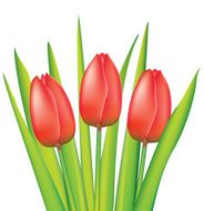 vector bunch of red tulips N2
