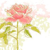 Pink rose on white background N2