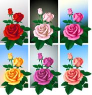 Roses of six colors N2