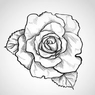Sketch rose branch N5