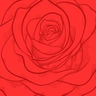 beautiful background with red rose close-up N2