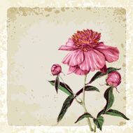Peony flower N15